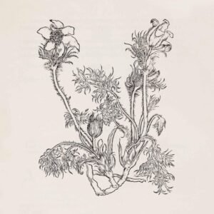 Cheval De Frise - Fresques